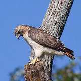 11SB7643 Red-tailed Hawk
